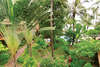 Coconut Tropicana 